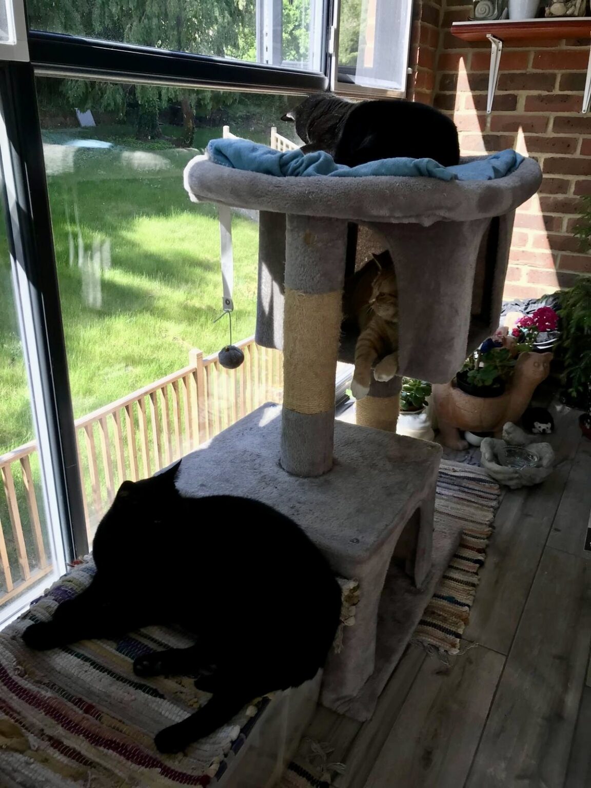 Caring for Customers and Their Pets