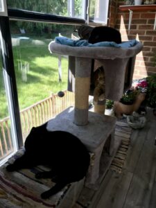 Caring for Customers and Their Pets
